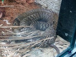 Tiergarten Schönbrunn am 27.01.2026